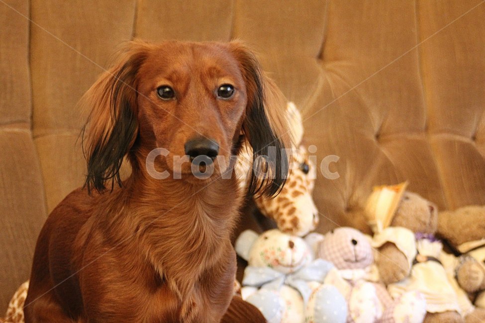 pet,애완동물,동물,dog,개,animal,장난감,toy,동물,animal,포유류,mammal,개,강아지,dog,doggy