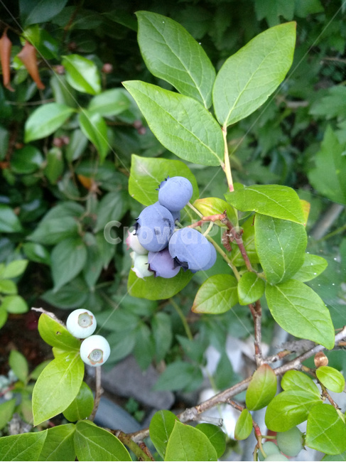 블루베리,블루베리재배,블루베리수확,블루베리열매,블루베리과일,과일,열매,fruit