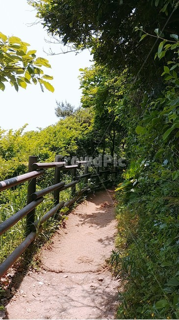 오솔길,둘레길,숲속,길,숲으로걷기