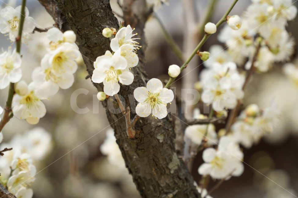 매화,나무,자연,꽃,식물,봄,계절,spring,season,식물,자연,plants,nature,꽃,flower,plant