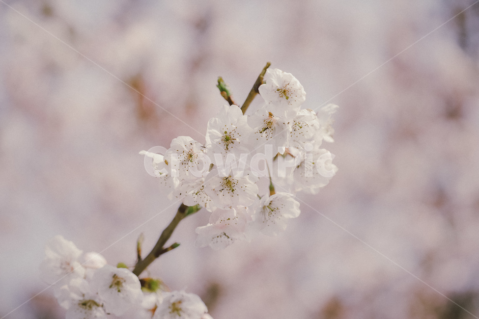 벚꽃,꽃,하늘,봄,cherryblossom,봄,계절,spring,season,plant,식물,flower,blossom