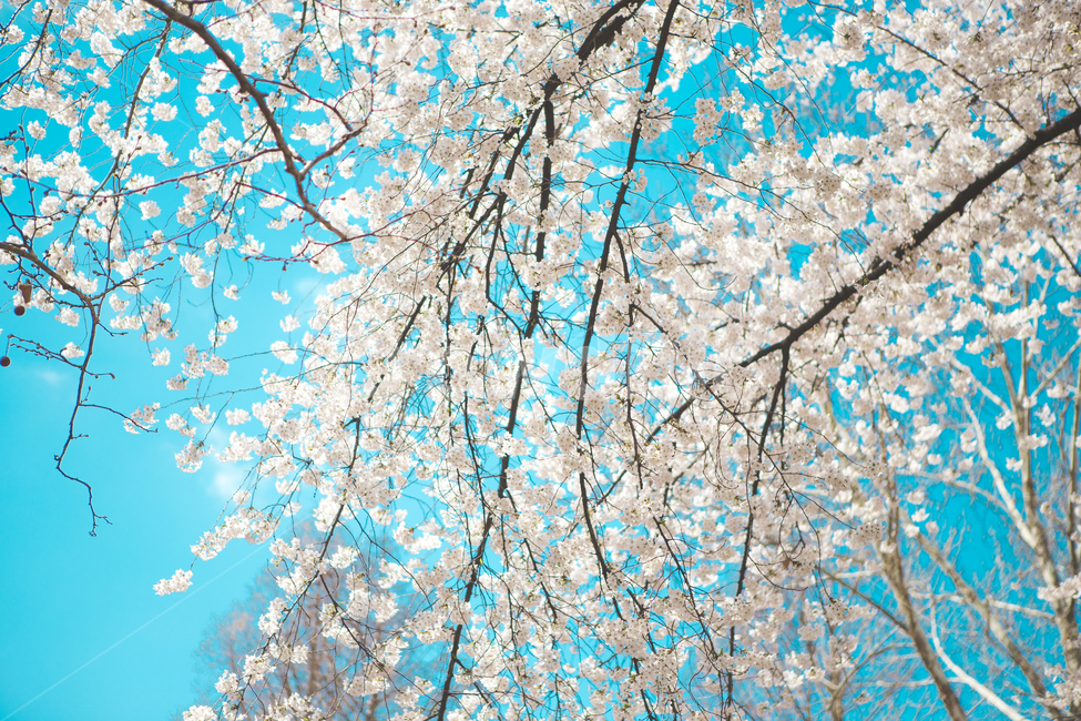 벚꽃,꽃,봄,파란하늘,팝콘,벚꽃만발,여의도벛꽃길,벚꽃축제,봄,계절,spring,season,식물,자연,plants,nature,꽃,flower,cherry blossom,blossom,plant