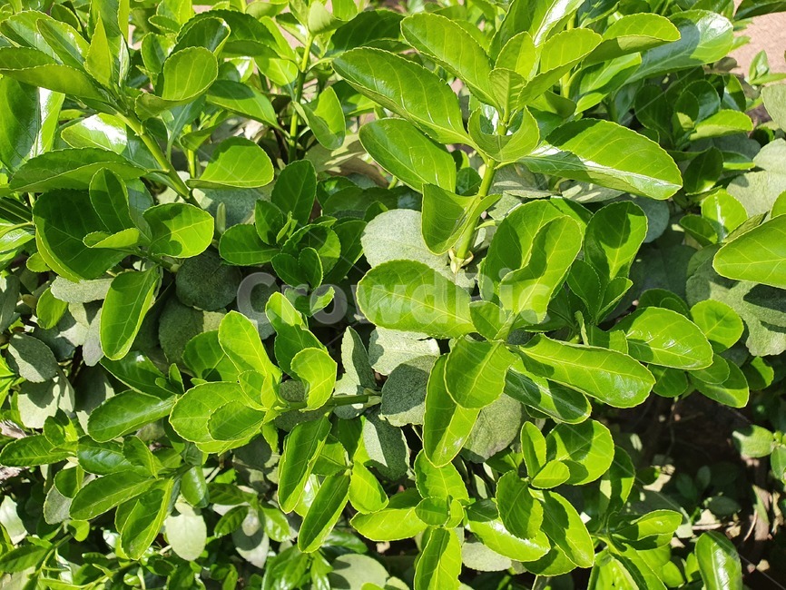 사철나무,초록,푸르름,나뭇잎,식물,잎,plant