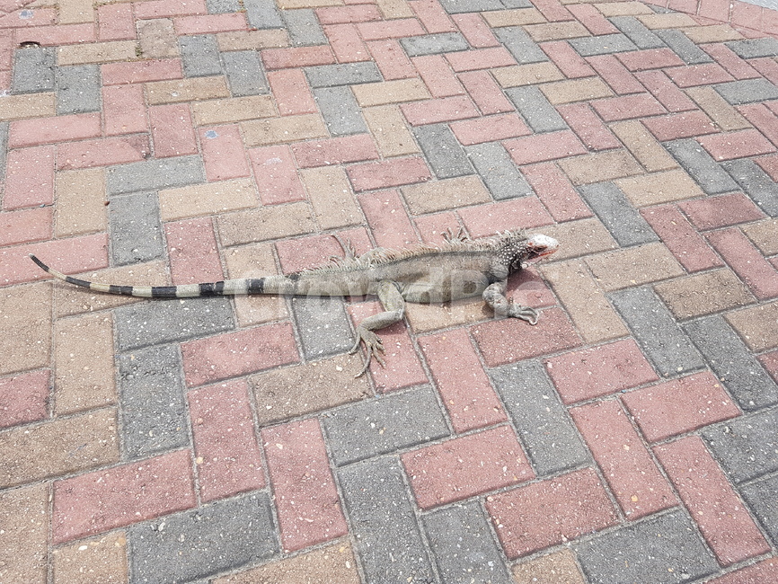도마뱀,reptile,animal,iguana,이구아나,동물