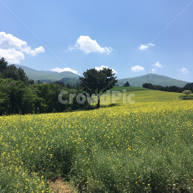제주도,유채꽃,자연,풍경,유채꽃밭