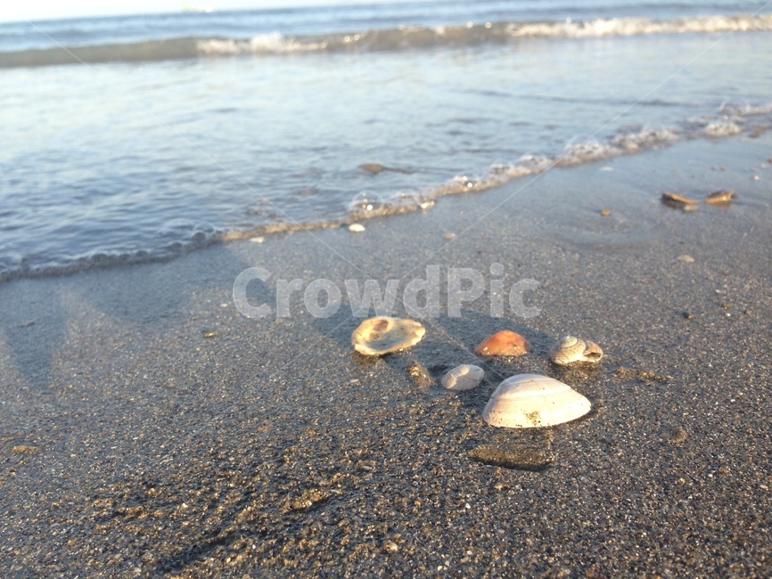 바다,여름,조개,해변,sea,summer,nature,clam,자연풍경
