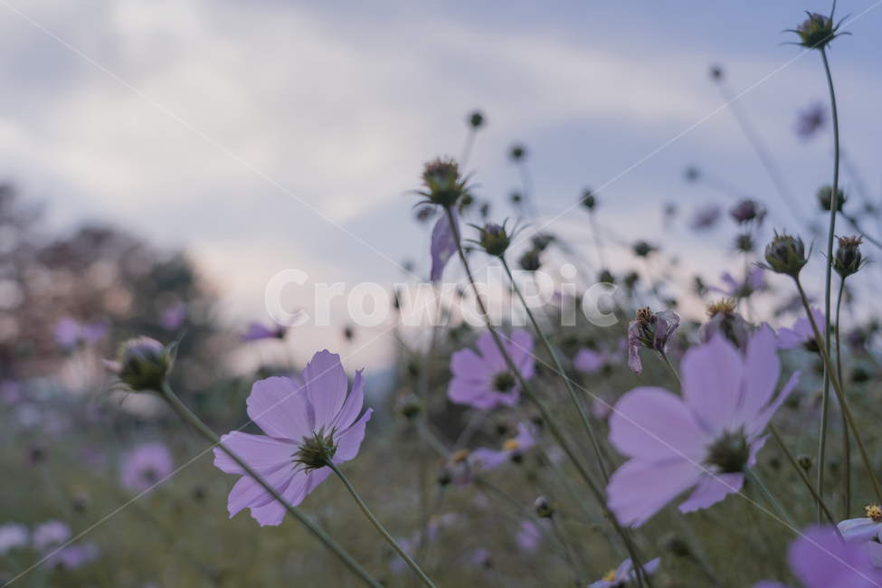 꽃,코스모스,식물,하늘,가을,가을,계절,fall,autumn,season,식물,자연,plants,nature,꽃,flower,geranium,제라늄,plant,blossom