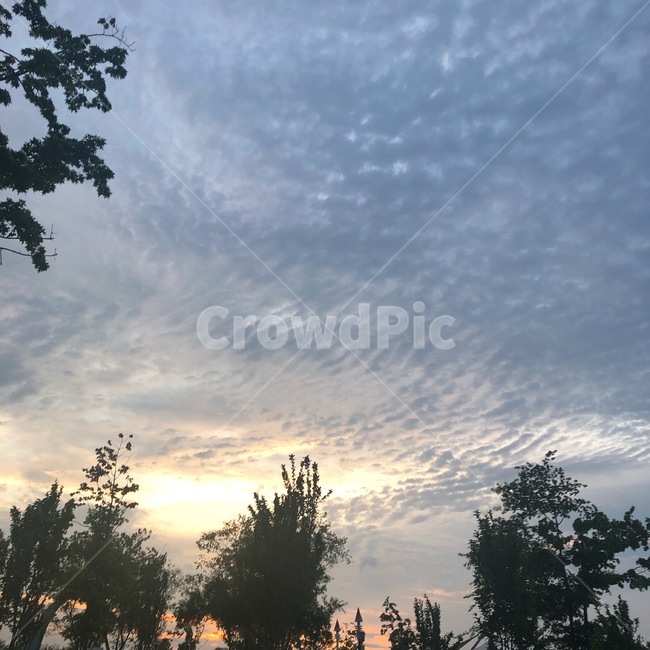 tree,나무,plant,sky,하늘