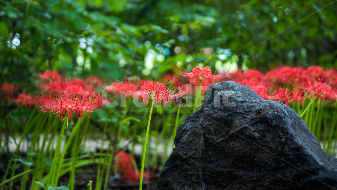 상사화,꽃무릇,꽃,자연,식물,식물,자연,plants,nature,꽃,flower