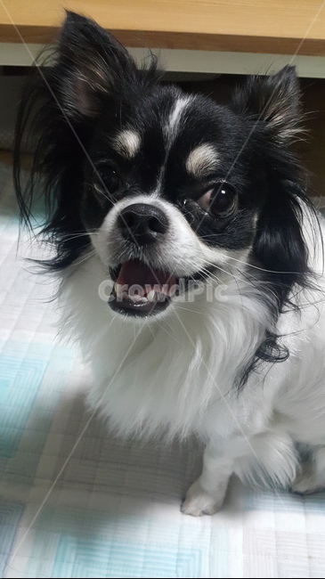 동물,개,강아지,웃음,미소,장모치와와,animal,dog,puppy,smile,chihuahua,mammal,canine,송곳니,pet,착한애,동물,animal,포유류,mammal,개,강아지,dog,doggy