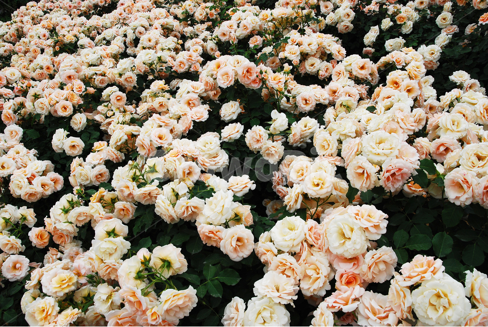 장미,장미꽃,로즈,꽃,아름다움,예쁜,플라워,데코레이션,꽃송이,꽃잎,feeling,rose,flowers,5월,계절의여왕,가시,가든,정원,앞뜰,장미원,장미축제,BEAUTIFUL,plant,garden,핑크색장미,분홍장미,pink,꽃밭,수많은,크립색장미,살구색장미,흰색장미,식물,자연,plants,nature,꽃,flower