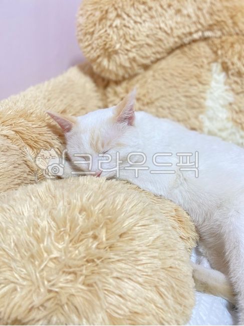 고양이,cat,반려묘,자는고양이,동물,animal