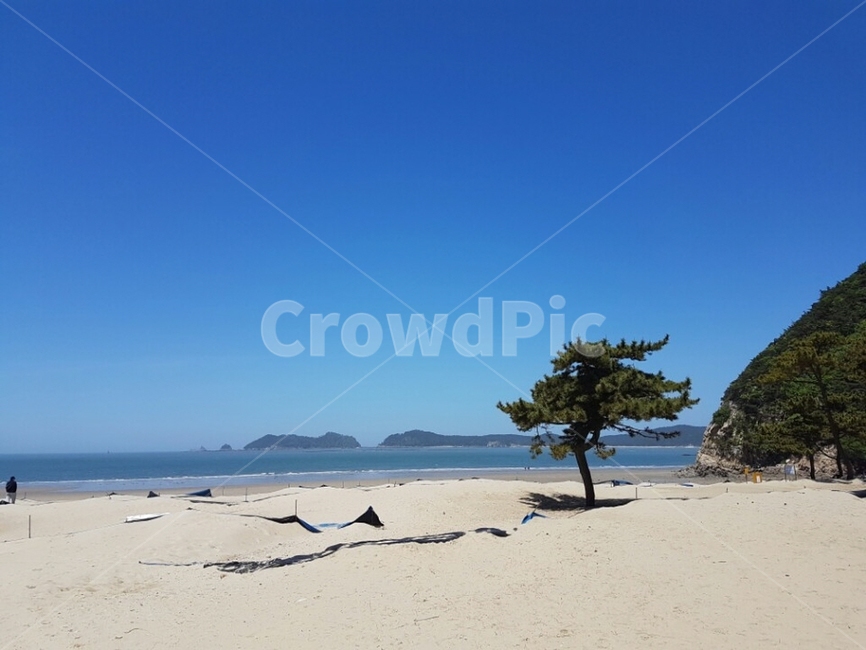 바다,해수욕장,백사장,소나무,beach