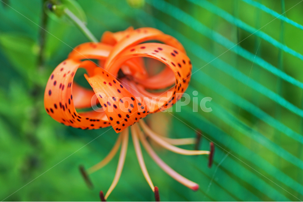 Liliaceae,lily flower,Alnari,plant,Lily of the valley,perennial plant,perennial herb,Orange,flower