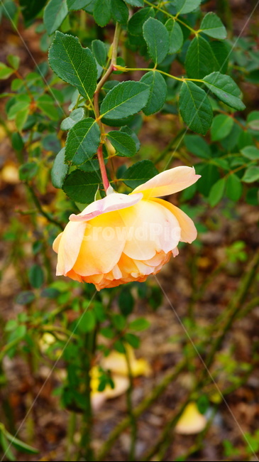 장미,장미꽃,로즈,플라워,꽃,생화,식물,자연,plants,nature,꽃,flower