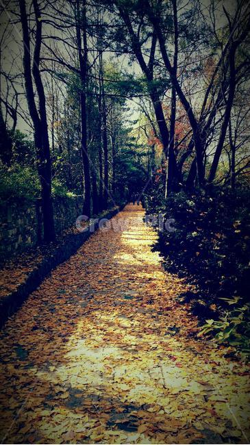 단풍,나무,산책,tree,walkway