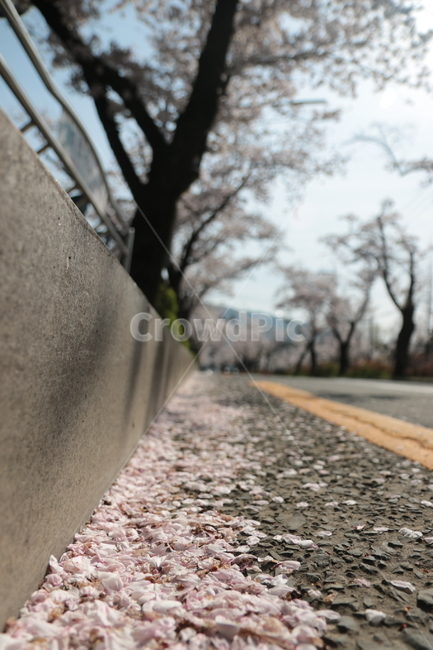 벚꽃,봄꽃,꽃잎,도로,산책길,cherryblossom,flower,꽃길,벚꽃잎,road,아웃도어,산책로,봄,계절,spring,season