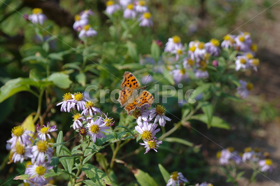 꽃,자연,나비,호랑나비,flower,식물,자연,plants,nature,꽃,flower