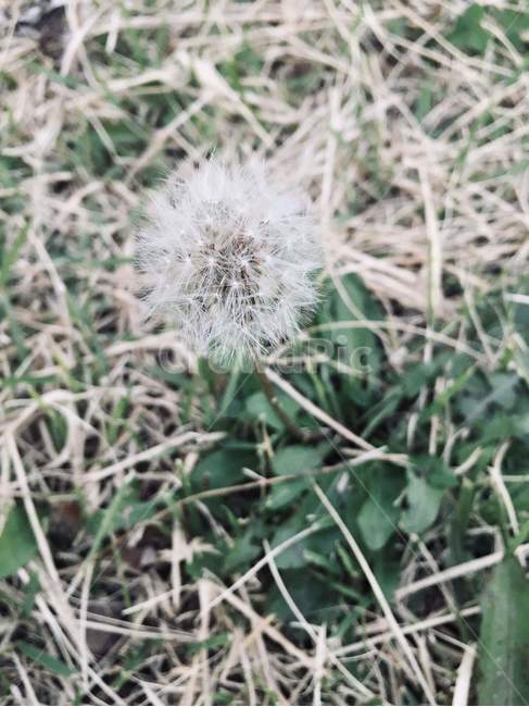 민들레홀씨,홀씨,민들레,하얀홀씨,식물,식물,자연,plants,nature