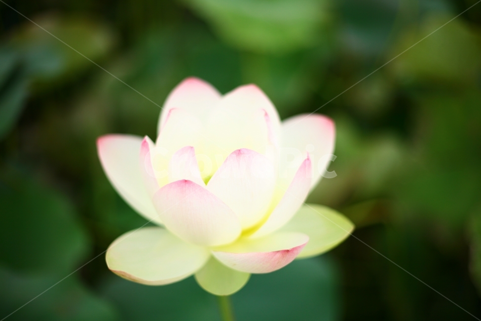 연꽃,꽃,자연,스냅,감성,식물,자연,plants,nature,꽃,flower