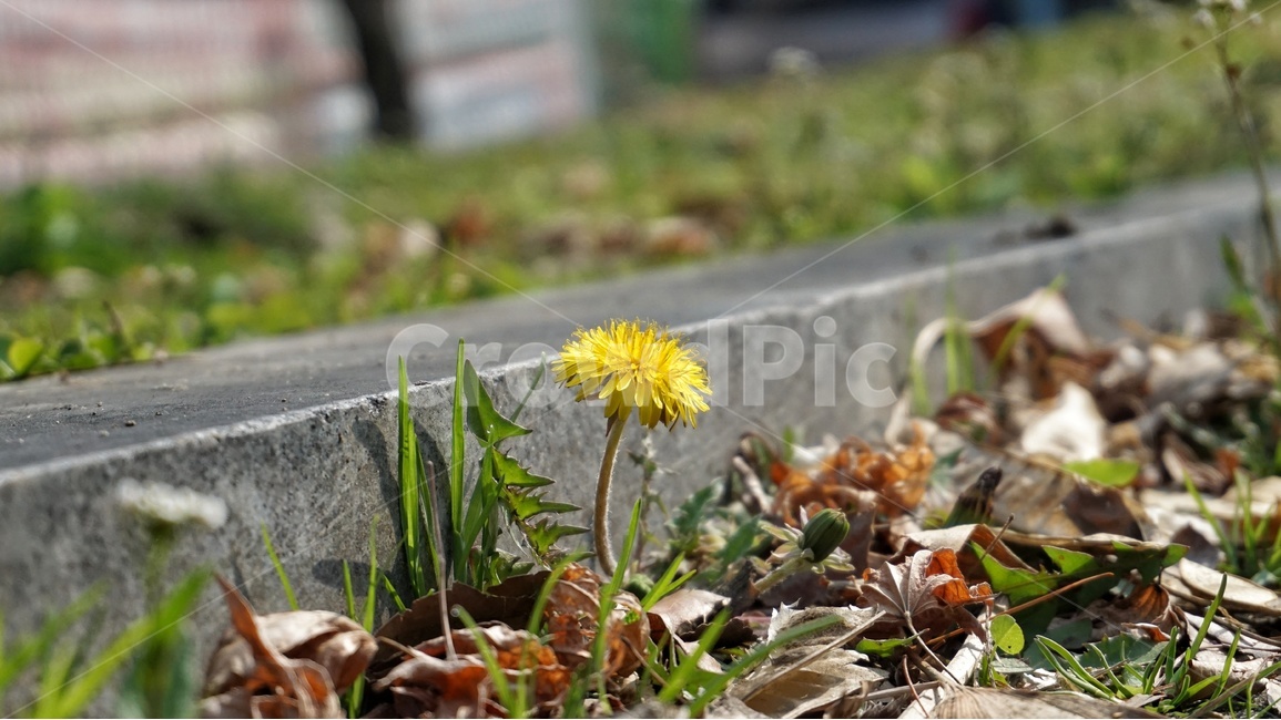 민들레,꽃,노란색,식물,봄,길,생명,노란꽃,flower,yellowm,plant,spring,road,life,봄,계절,spring,season,식물,자연,plants,nature,꽃,flower