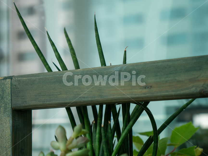 아파트,베란다,식물,초록,나무,수직,감성,식물,자연,plants,nature,실내용화초,화분,화초,house plant