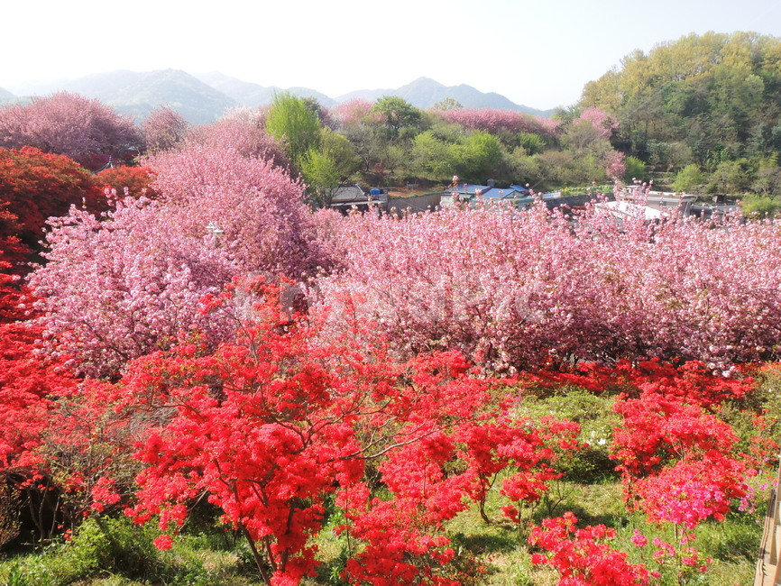 꽃동네,꽃마을,꽃무더기,벚꽃,꽃,봄,경치,분홍꽃,자연,야외,flower,flowervillage,background,garden,natural,season,spring,pinkflower,landscape,beautiful,nature,cherryblossom,blossom,sakura