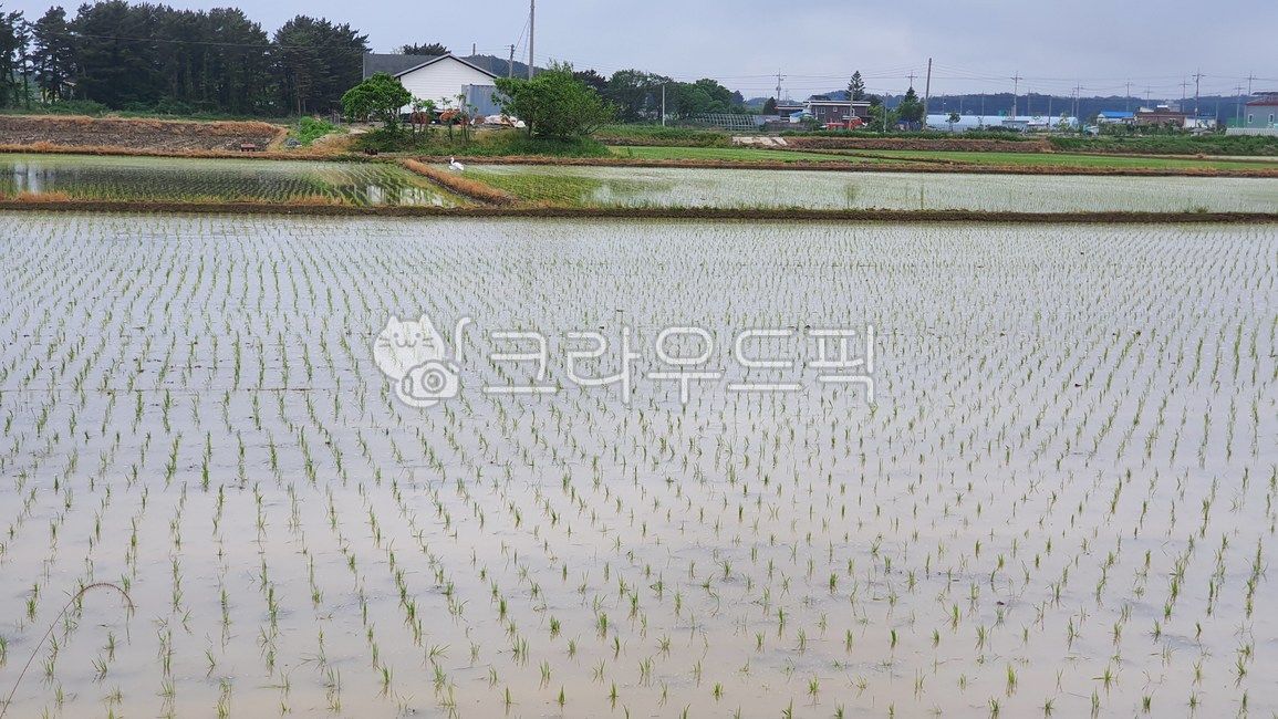 모내기,논,벼,물논,들판,들,nature,자연,농촌,풍경,시골,농업,농사,agriculture,farming,farming industry