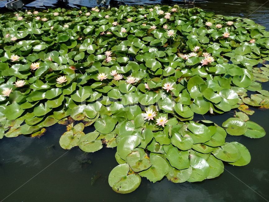 수련,다년생초본식물,수생식물,이판화,쌍자엽식물,자우련,waterlily