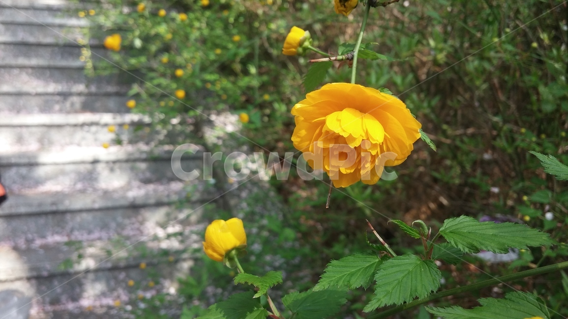 꽃,노란,계단,flower,yellow