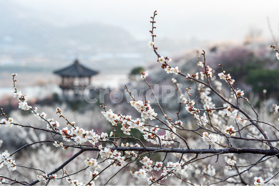 광양,홍쌍리,매화,봄,꽃,flower,꽃밭,식물,봄,계절,spring,season