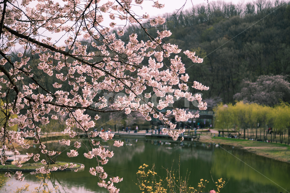 벚꽃,감성,분홍,봄꽃,호수,북서울꿈의숲,봄,계절,spring,season,plant,식물,flower,꽃,blossom