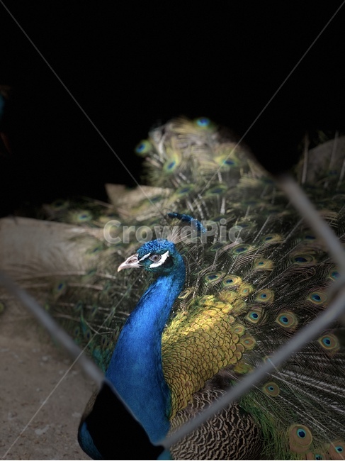 새,공작새,동물,자연,조류,동물,animal,조류,새,birds