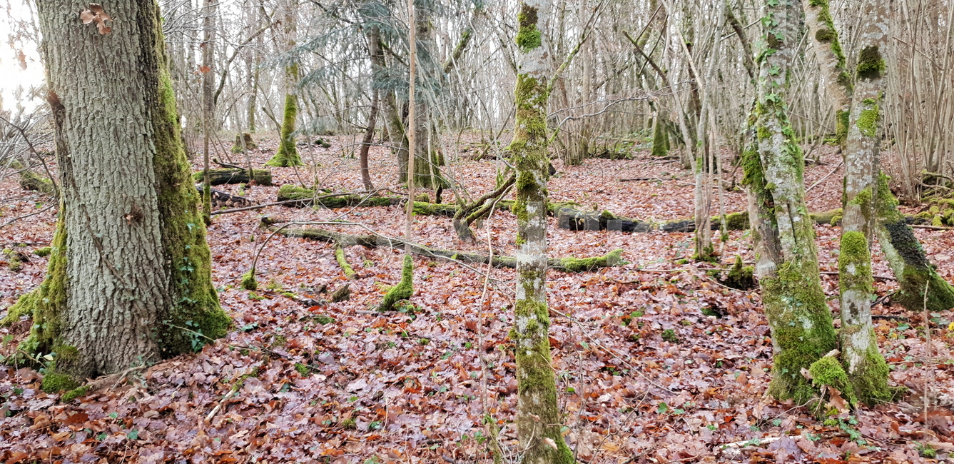 바닥,plant,식물,tree,나무,나무줄기,자연,nature,숲,forest,삼림지,vegetation