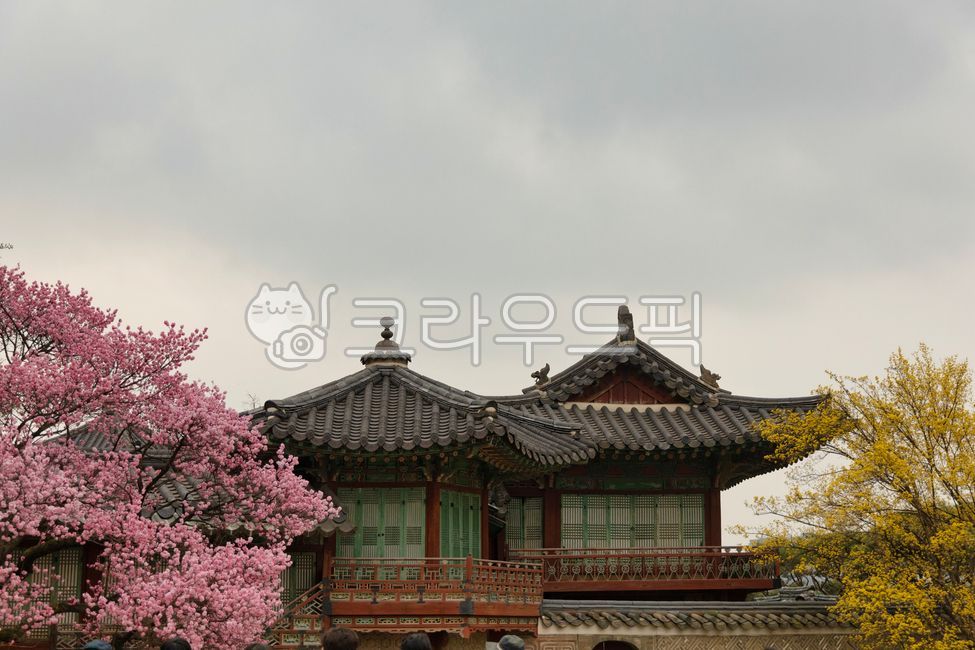 벚꽃,홍매화,매화,매화나무,매화꽃,한옥,한옥건물,건물,분홍꽃,봄꽃,꽃,봄,나무,꽃잎,잎,식물,plant,flower,자연,blossom,building,한국전통,한국문화,korean traditional,korean culture