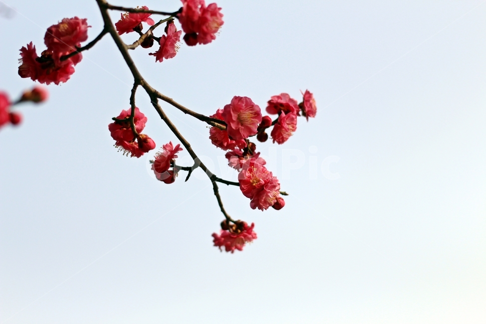 서울,봉은사,삼성역봉은사,홍매화,꽃,봄,봄,계절,spring,season,식물,자연,plants,nature,꽃,flower,plant