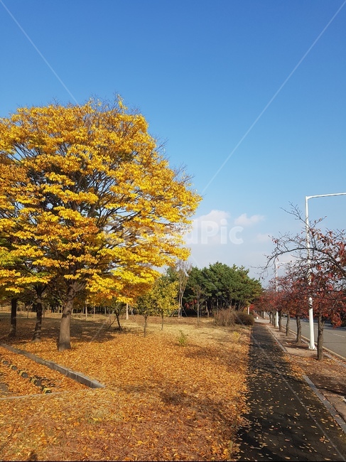 가을,낙옆,길,하늘,침묵,가을,계절,fall,autumn,season,자연,풍경,nature,landscape,tree,나무,plant,식물,tree trunk,나무 줄기