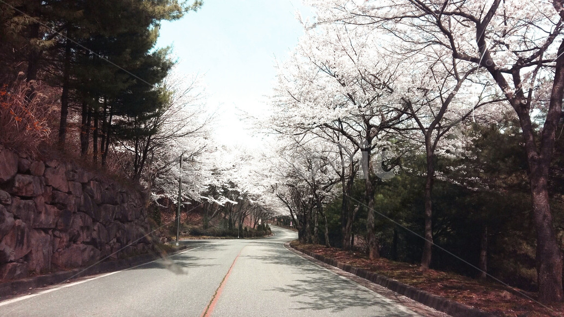 벗꽃핀길,벗꽃,경치,자연,풍경