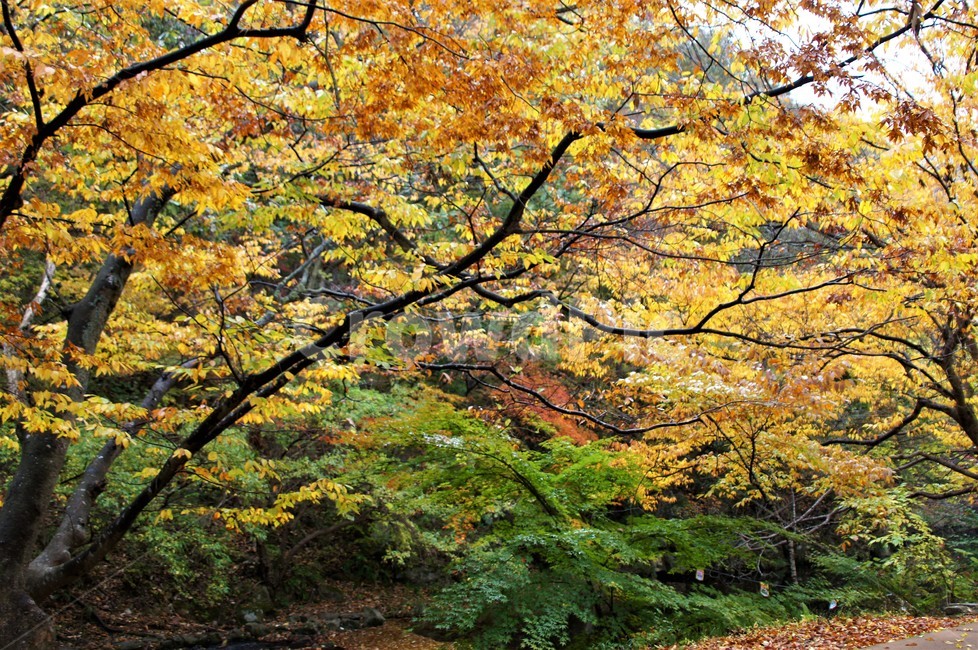 가을,단풍,나무,자연,식물,풍경,노란색,초록색,낙엽,trees,nature,autumn,yellow,green,season,자연풍경,계절,감성,가을,계절,fall,autumn,season,자연,풍경,nature,landscape,식물,plants,나무,trees,wood,tree,plant,maple