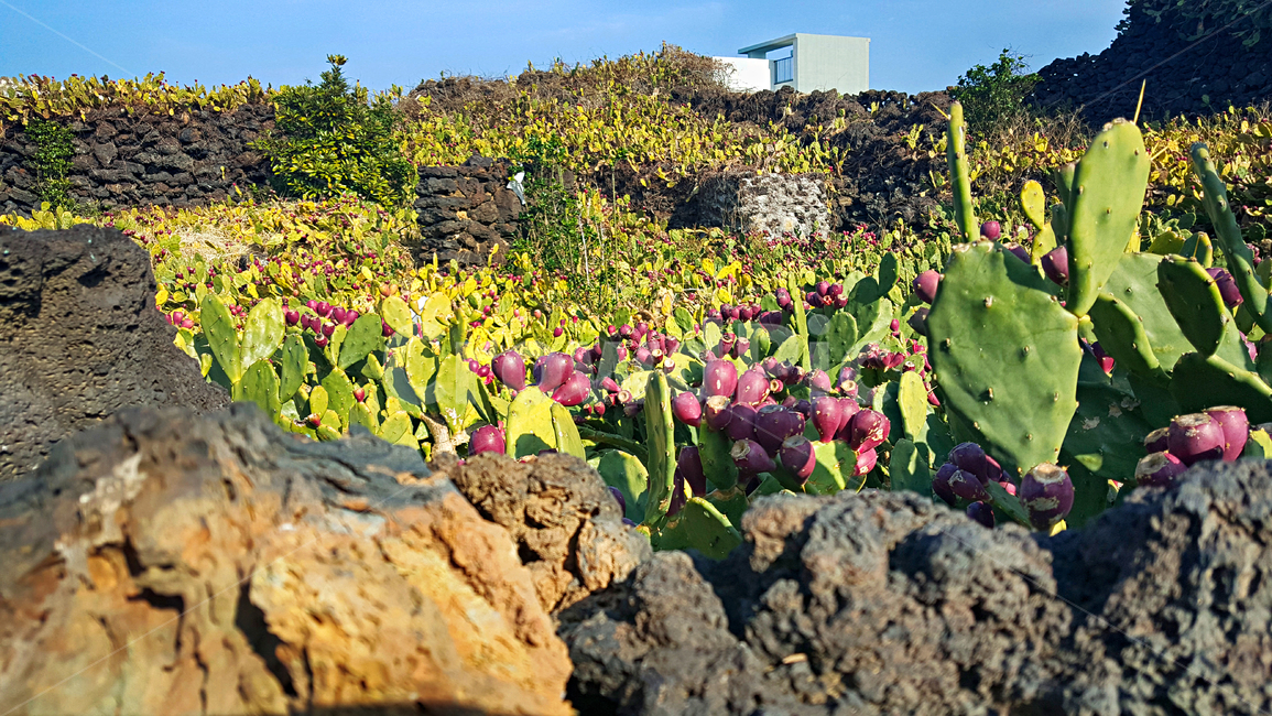 제주,선인장군락지,선인장,백련초,돌담,마을,plant,식물,자연,옥외,outdoors