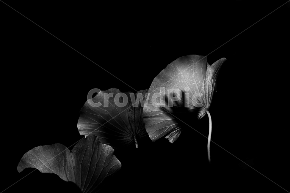 연잎,투영,흑백,손,유혹,갈등,식물,자연,plants,nature,흑백,모노톤,monochrome,black and white