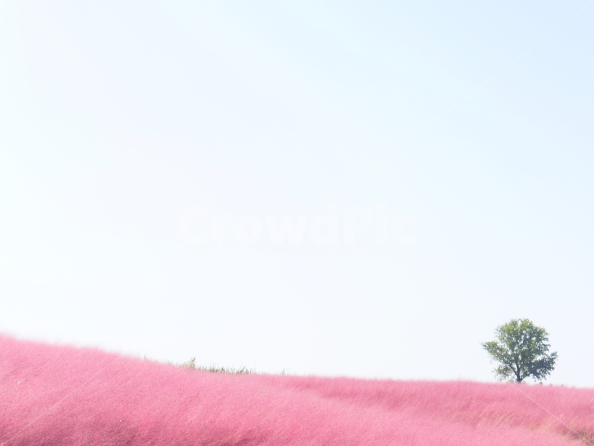 핑크뮬리,뮬리,muhly,pinkmuhly,여러해살이풀,여러해살이식물,핑크뮬리그라스,pinkmuhlygrass,속씨식물,외떡잎식물,벼목,가을,계절,fall,autumn,season,식물,자연,plants,nature,plant,tree,나무