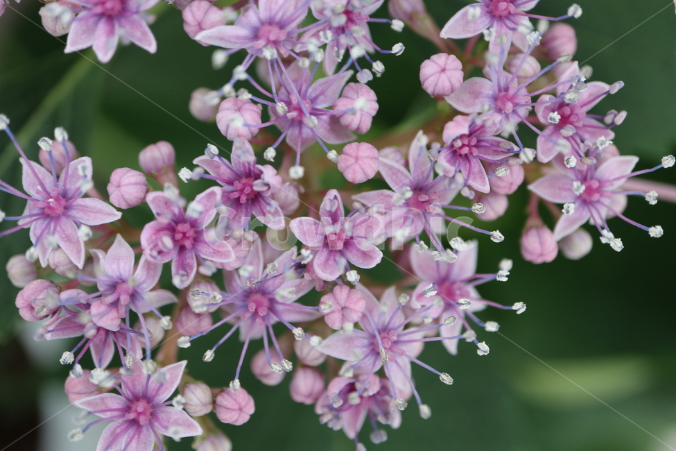 plant,식물,flower,꽃,blossom,아스페라,아스페라수국,hydrangeaaspera,핫초콜릿,hotchocolate,수국,목수국,범의귀과