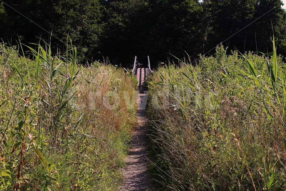 오솔길,자연,다리,길,갈대,숲,자연,풍경,nature,landscape