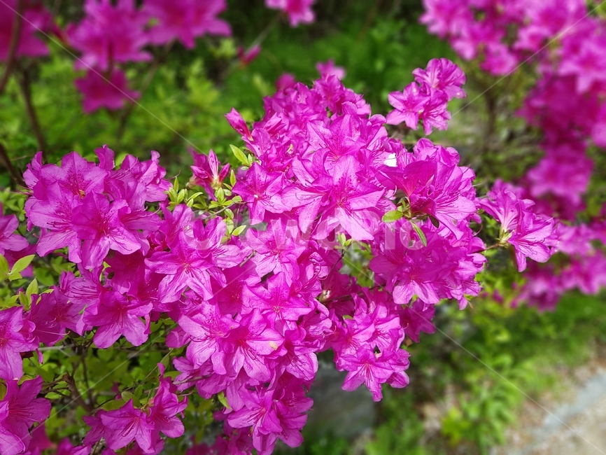 꽃,자연,식물,blossom,flower,plant,nature,korea
