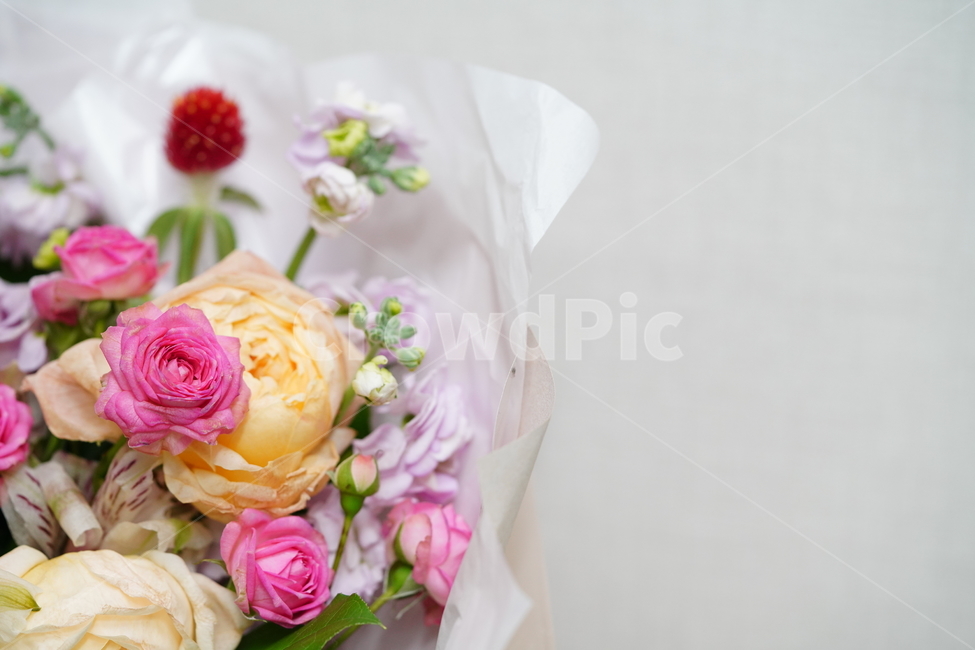 꽃,축하,꽃다발,식물,flower,색감,컬러,플라워,접사,감성,생물,감사,마음,꽃,flower,기념일,축하,anniversary,congratulation,celebrate,celebration