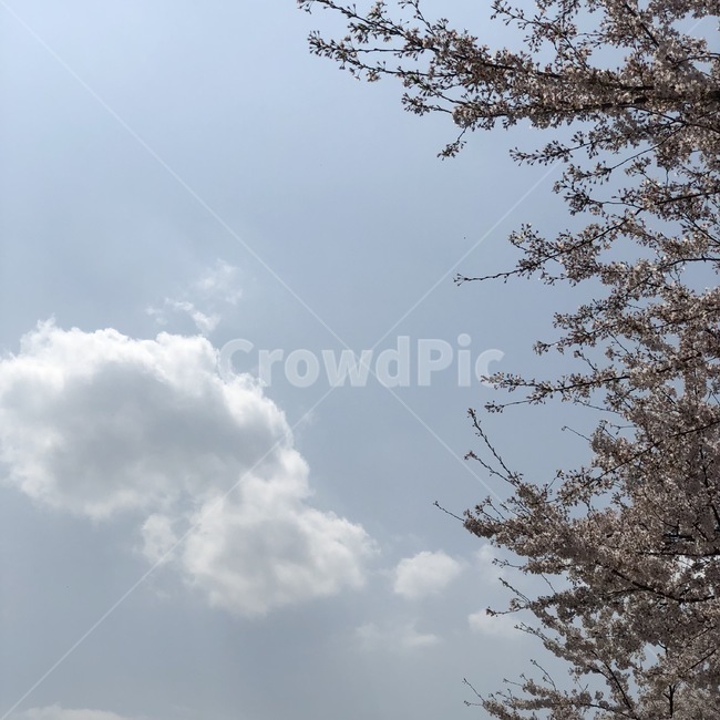 벚꽃,구름,하늘,sky,cloud,봄,계절,spring,season,자연,풍경,nature,landscape
