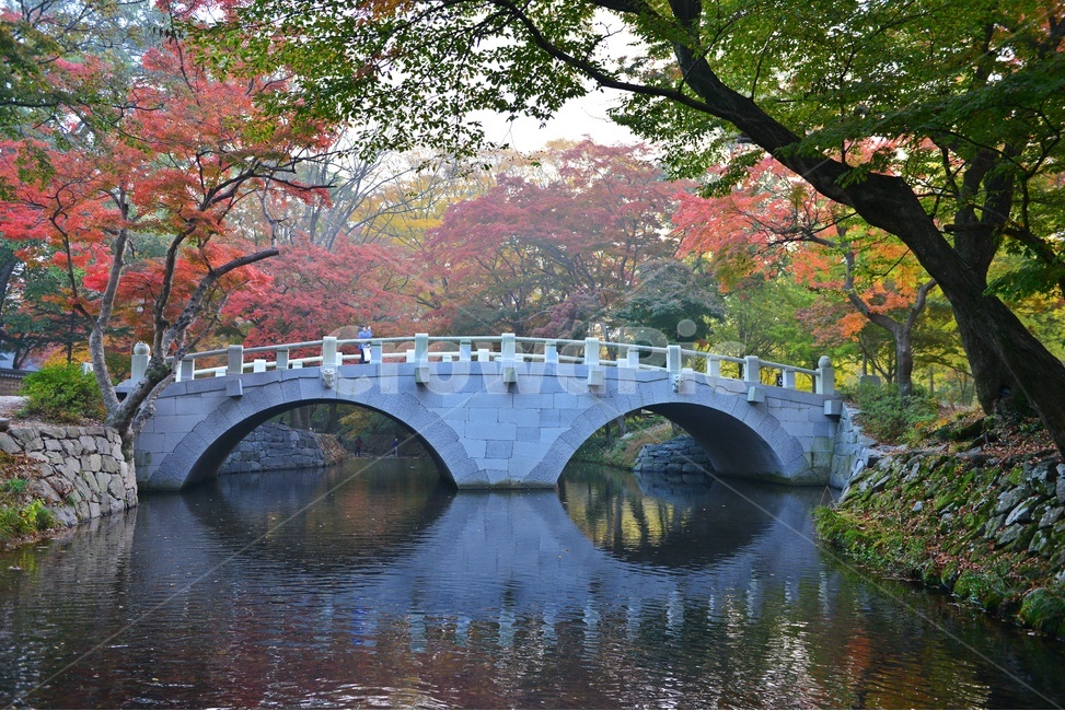 path,통로,walkway,보도,wall,벽,plant,식물,tree,나무,outdoors,옥외,treetrunk,나무줄기,고창,선운사,도솔천,선운사가을,추색,만추,가을