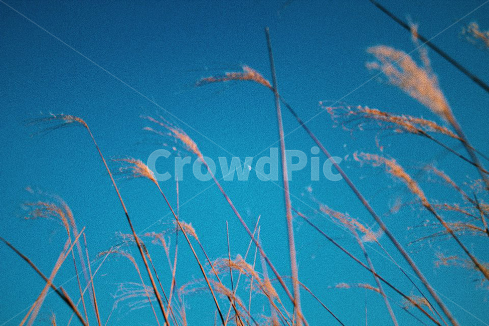 감성,자연,갈대,하늘,바람,가을,계절,fall,autumn,season,식물,자연,plants,nature,감성,sensible,feeling,색깔,색상,색채,색감,color sense,color sensitivity,feeling of color,plant,grass,잔디,lawn,reed