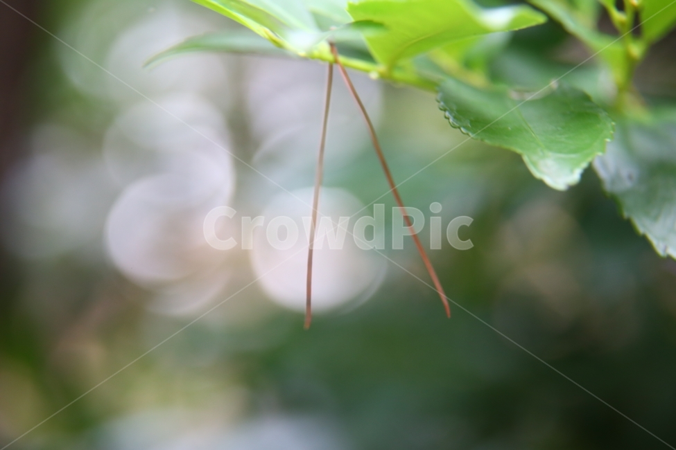 자연,솔잎,접사,보케,낙엽,감성,식물,자연,plants,nature,감성,sensible,feeling